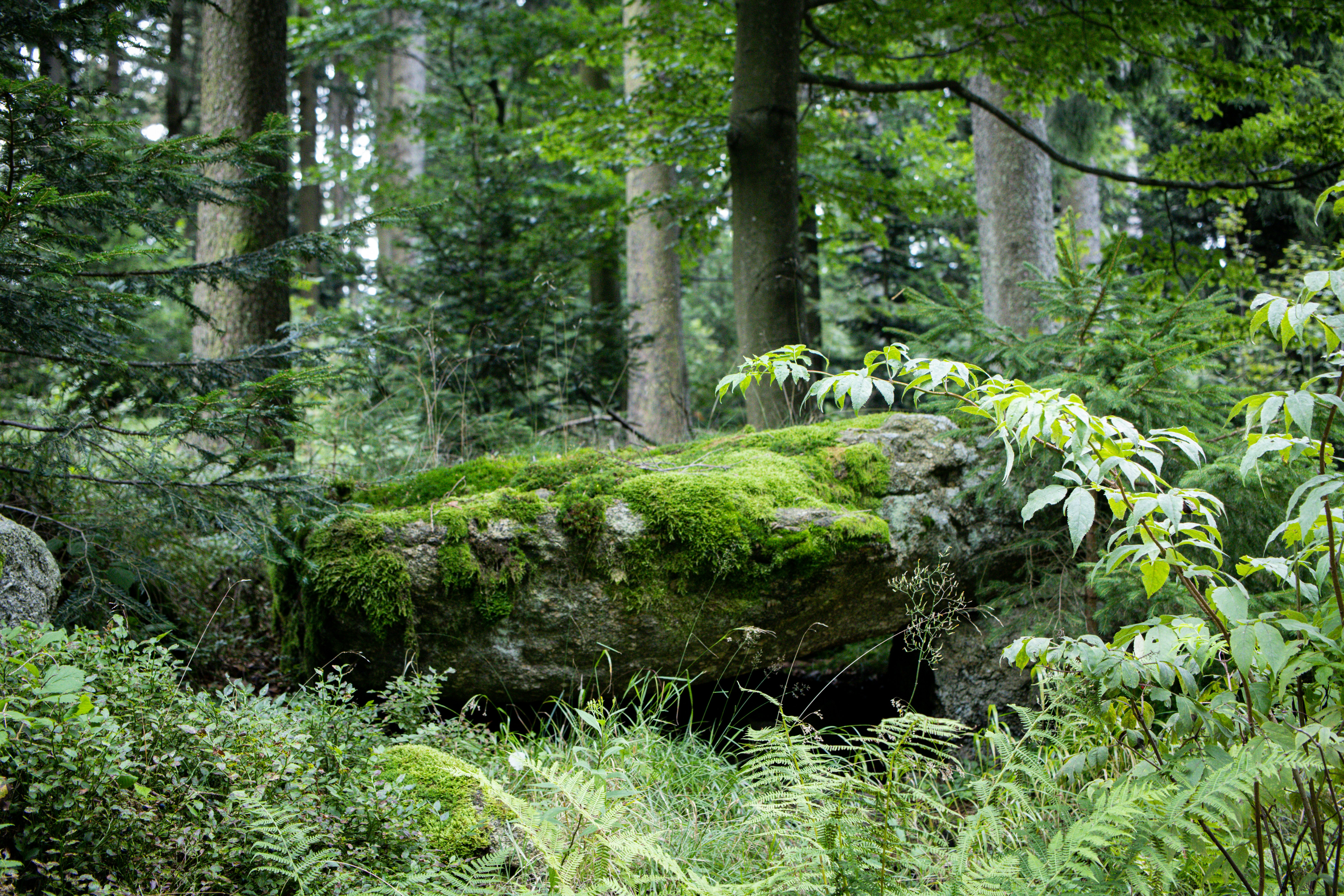 green moss on brown tree trunk